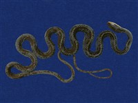 藏品(過山刀)的圖片